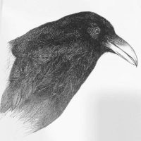 Crow